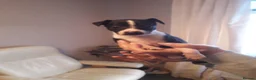 Italian Greyhound dogs for sale: Italian greyhound pups - Advert 7