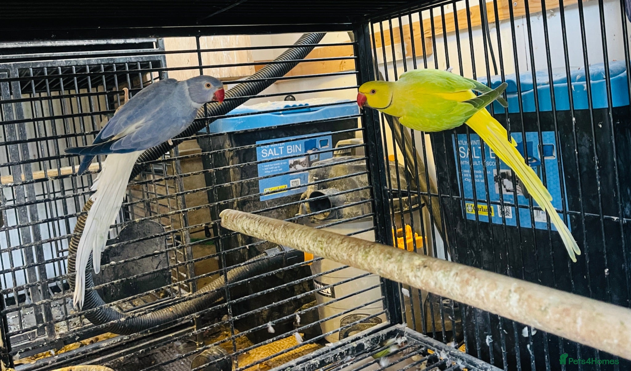 Parakeets birds Indian Ringneck parrot  - Advert 1