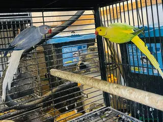 Parakeets birds Indian Ringneck parrot - Advert 3