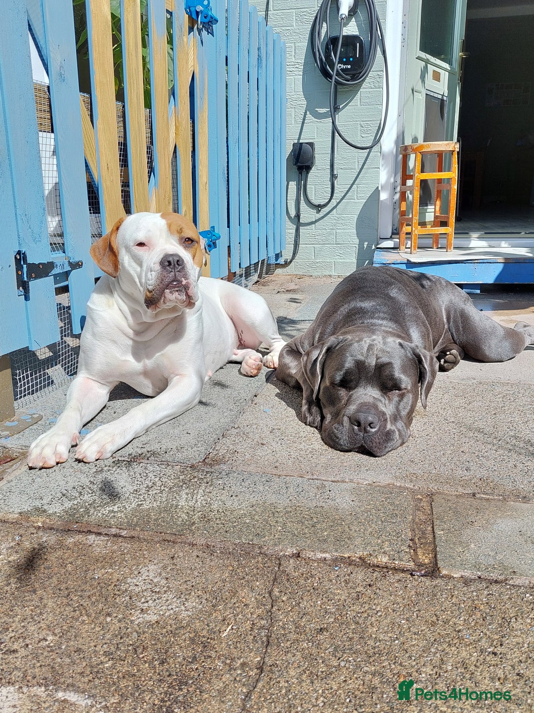 Mixed Breed dogs for sale: Cane Corso cross American bulldog puppy's  - Image 2