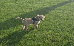 Cockapoo dogs for sale: Cockerpoo  - Image 28