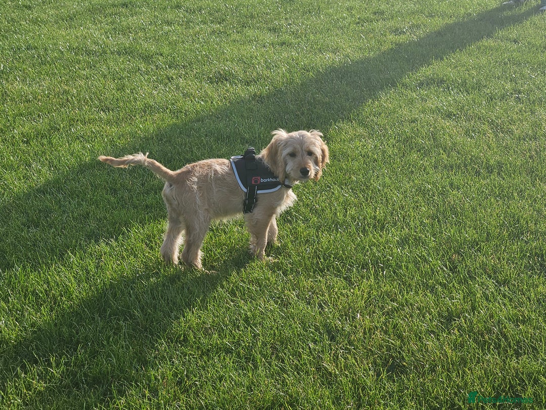 Cockapoo dogs for sale: Cockerpoo  - Image 28