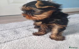 Yorkshire Terrier dogs for sale: Piece of Happiness!!! - Image 2