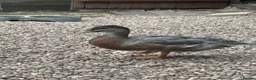 Ducks poultry for sale: Drake Call Ducks  - Advert 5