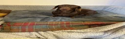 Miniature Dachshund dogs for sale: Miniature dachshund in Doncaster - Advert 5