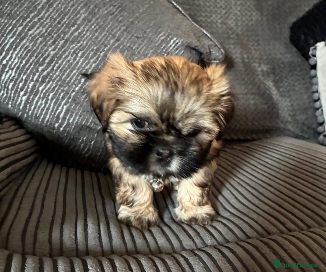 Shih Tzu dogs for sale: Shih tzus  - Image 32
