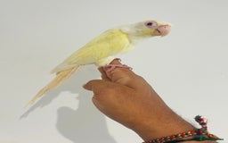 Conures birds for sale: Hand reared conures for sale - Image 9