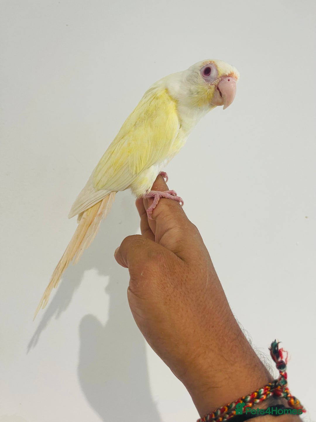 Conures birds for sale: Hand reared conures for sale - Image 9