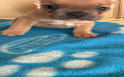 French Bulldog dogs for sale: French Bulldog Puppies 3 Male 4 Female  - Image 6