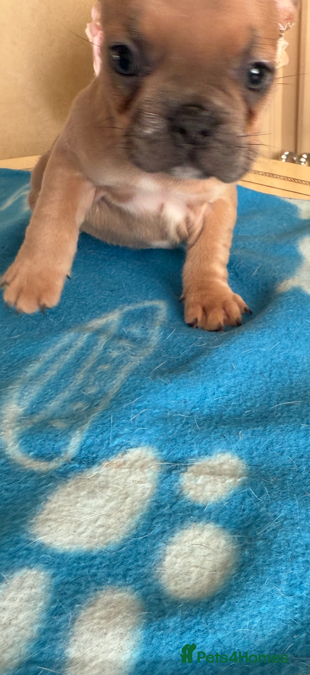 French Bulldog dogs for sale: French Bulldog Puppies 3 Male 4 Female  - Image 6