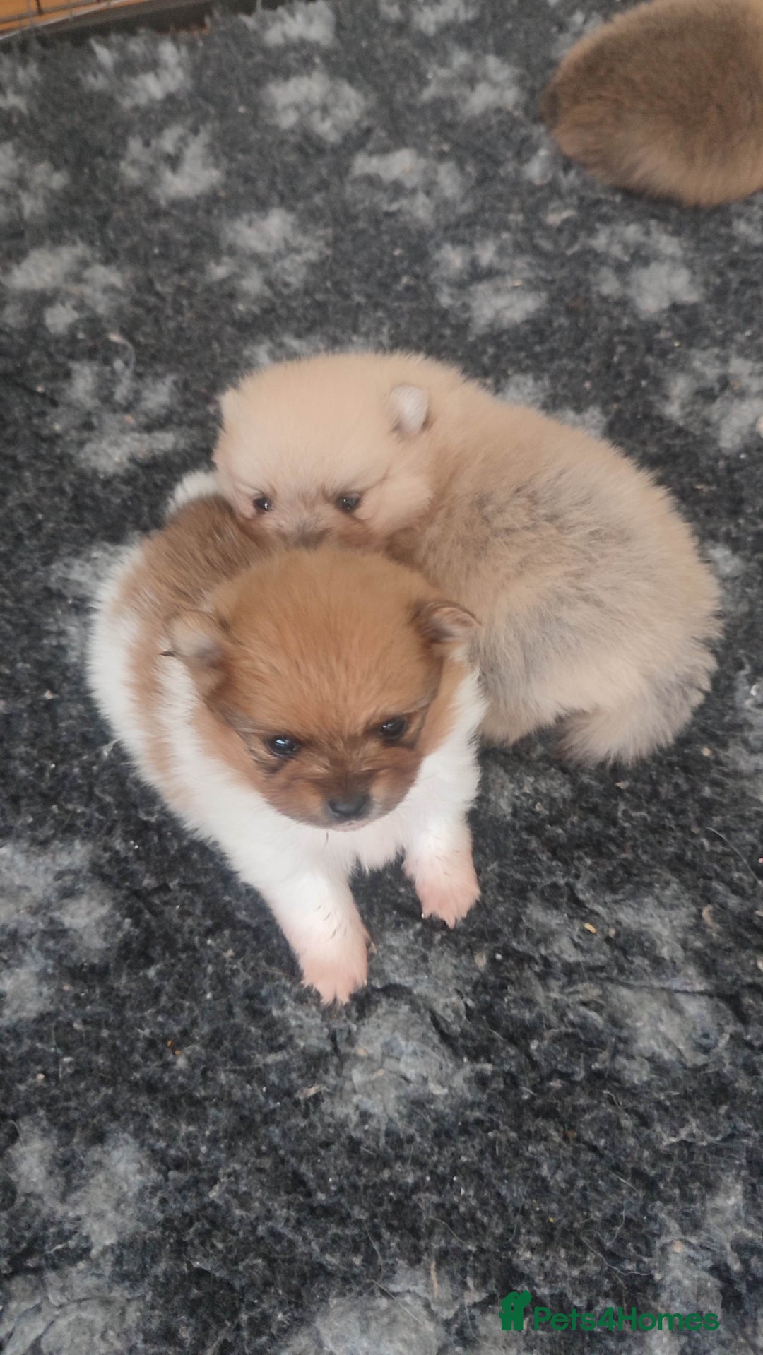 Pomeranian dogs for sale: Top Quality -KC registered  - Image 4