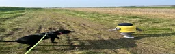 Springador dogs for sale: Luna, Labrador cross Springer in Great Yarmouth - Advert 5