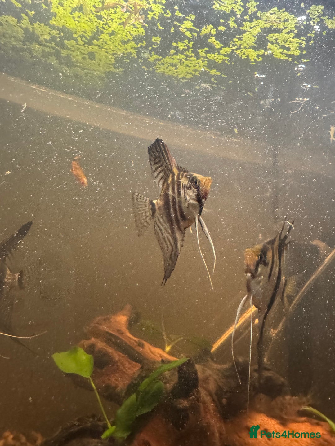 Bettas fish for sale: 8 Angelfish 1 female Betta  - Advert 6