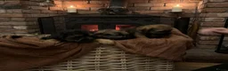 Border Terrier dogs for sale: Border Terrier puppy for new home - Advert 5