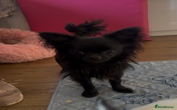 Chihuahua dogs for sale: The most adorable chihuahua boy I’ve ever seen  - Image 6
