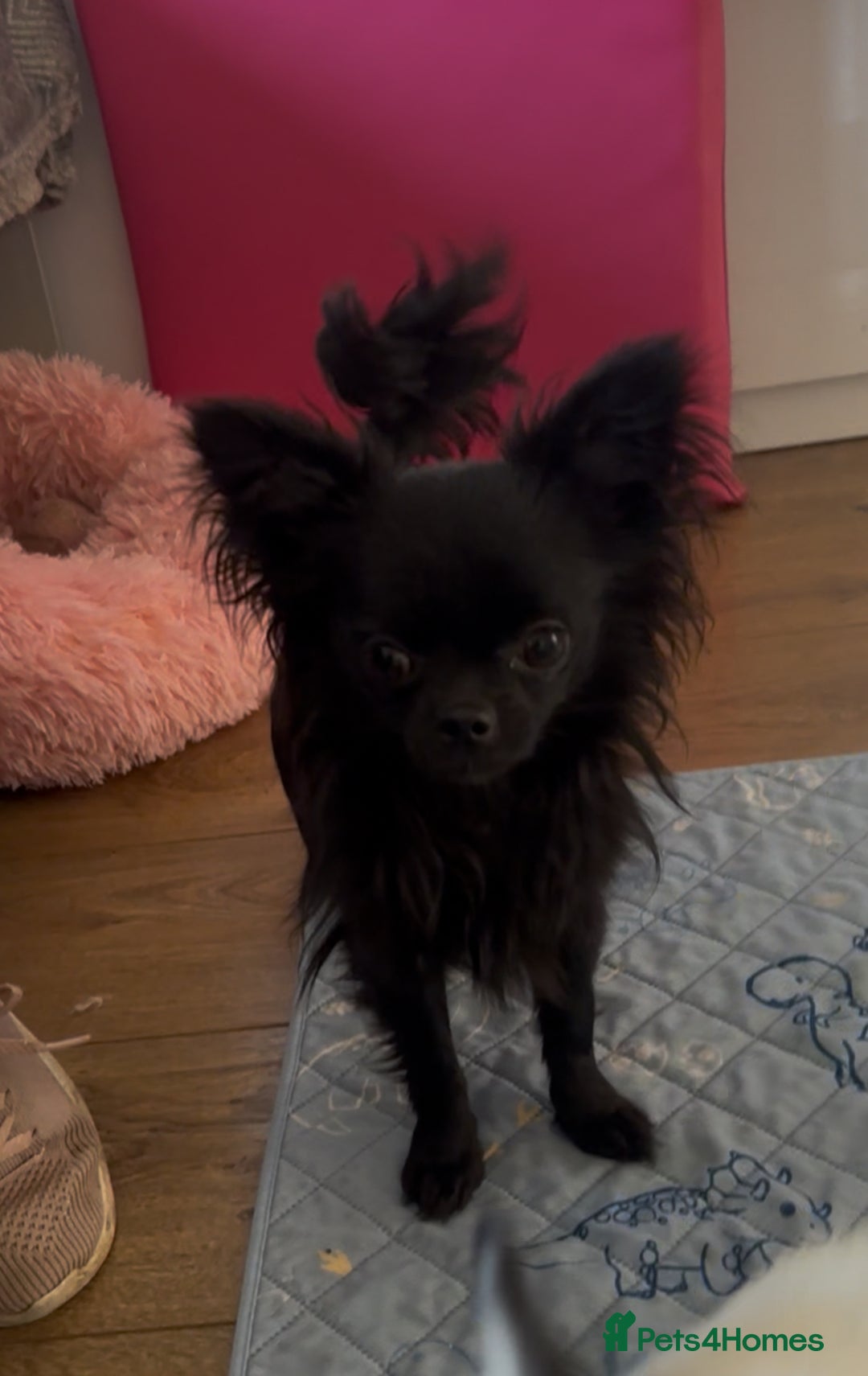 Chihuahua dogs for sale: The most adorable chihuahua boy I’ve ever seen  - Image 6