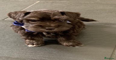 Miniature Schnauzer dogs - Advert 6
