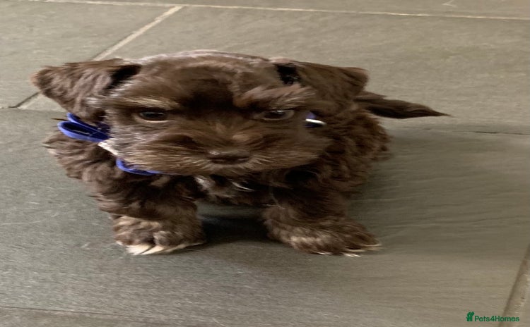 Miniature Schnauzer dogs - Advert 15