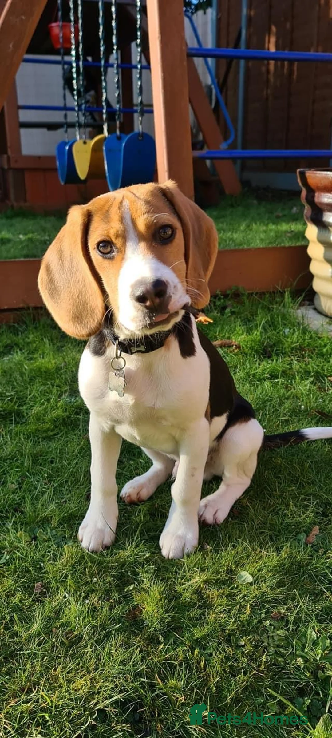 Beagle dogs for stud: Max beagle available for stud in Hemel Hempstead - Advert 7