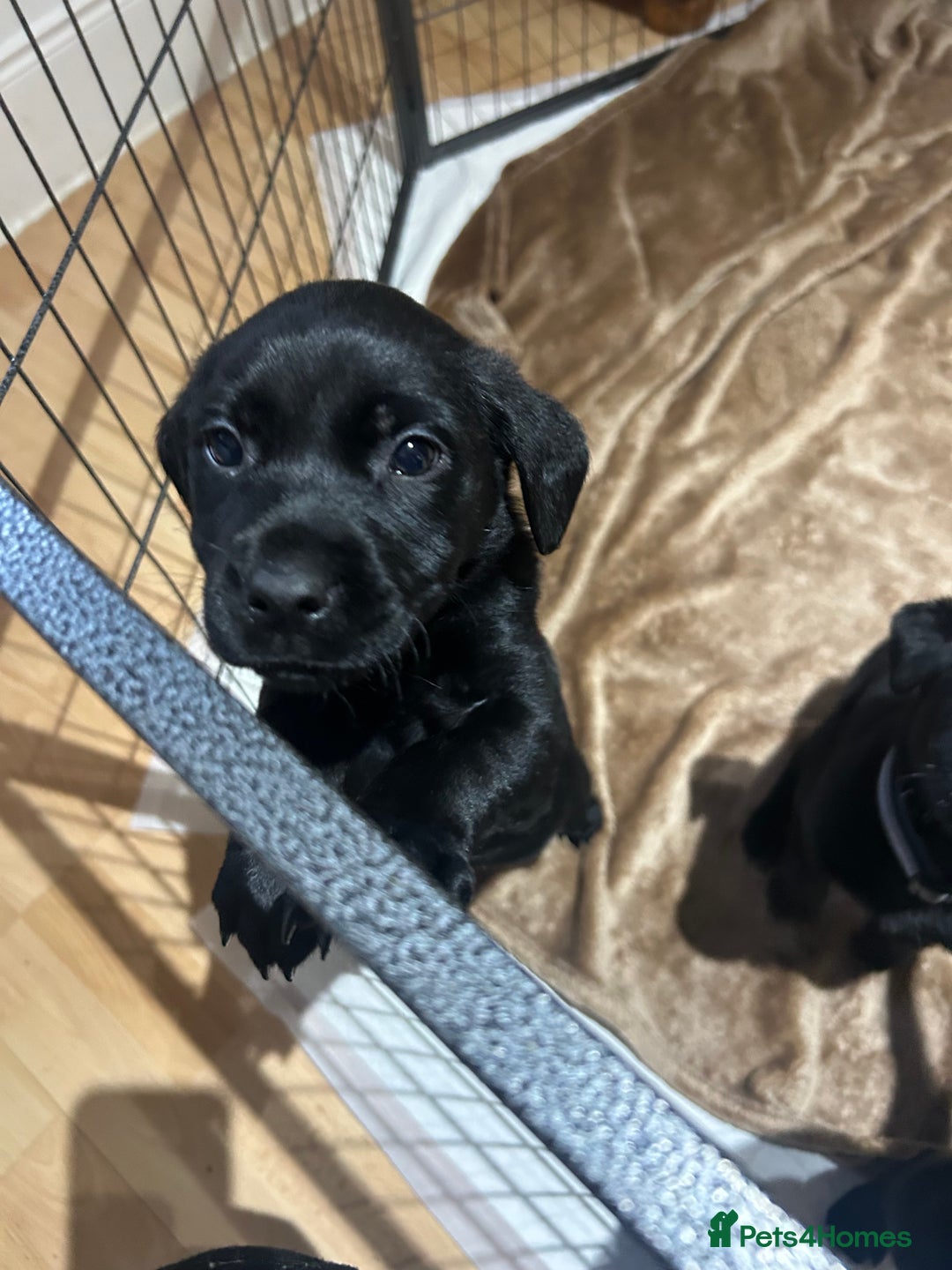 Mixed Breed dogs for sale: Gorgeous Kelpador puppies.  - Advert 12