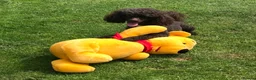 Labradoodle dogs for sale: Curly F1b Labradoodles Health tested parents  - Advert 35