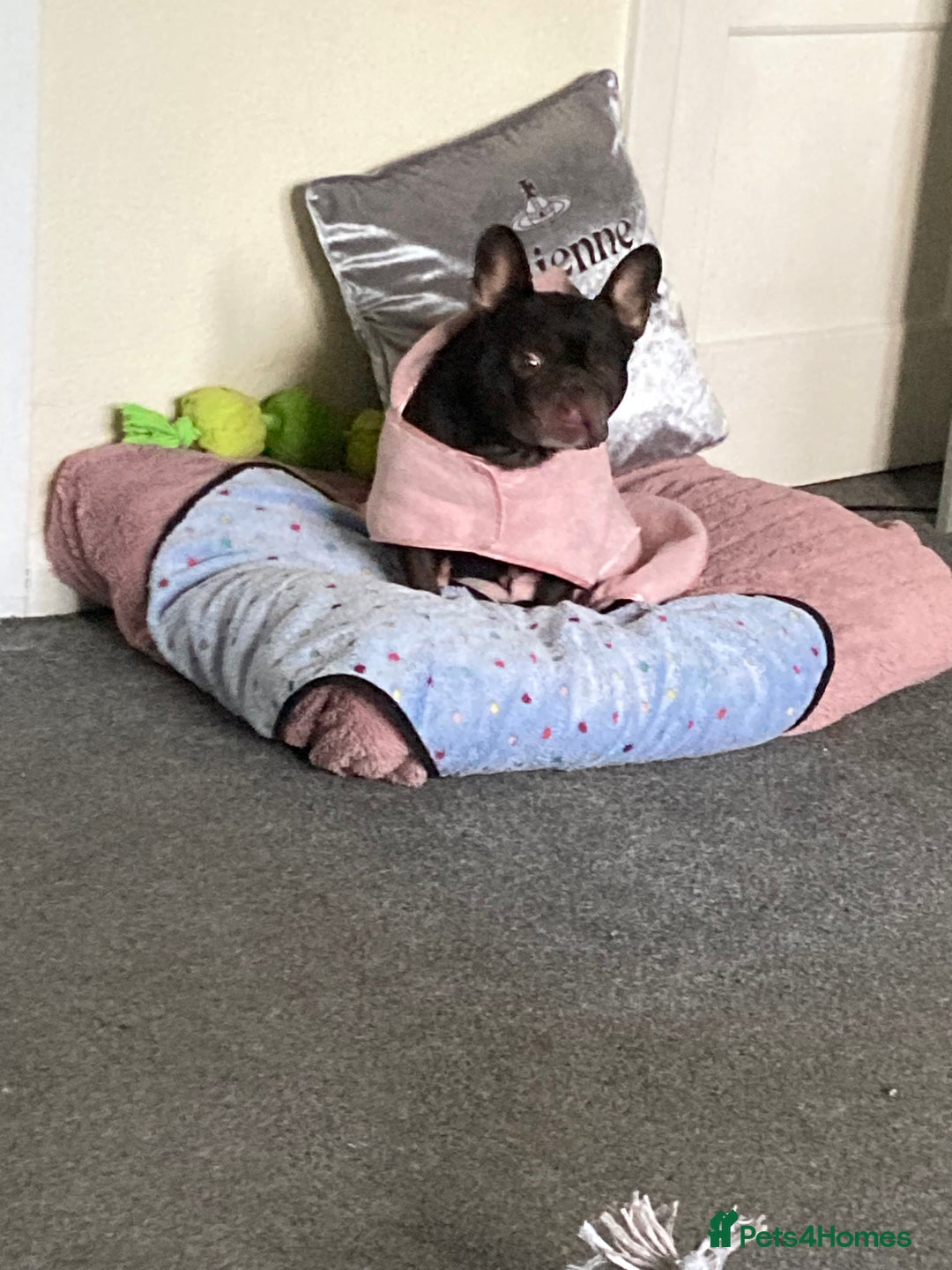 French Bulldog dogs for sale: 5 year old French bulldog - Advert 6