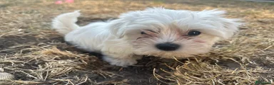 Maltese 4