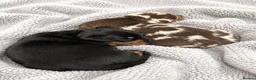 Miniature Dachshund dogs for sale: 5★ LICENSED BREEDER, KC registered, PRA clear  - Advert 2