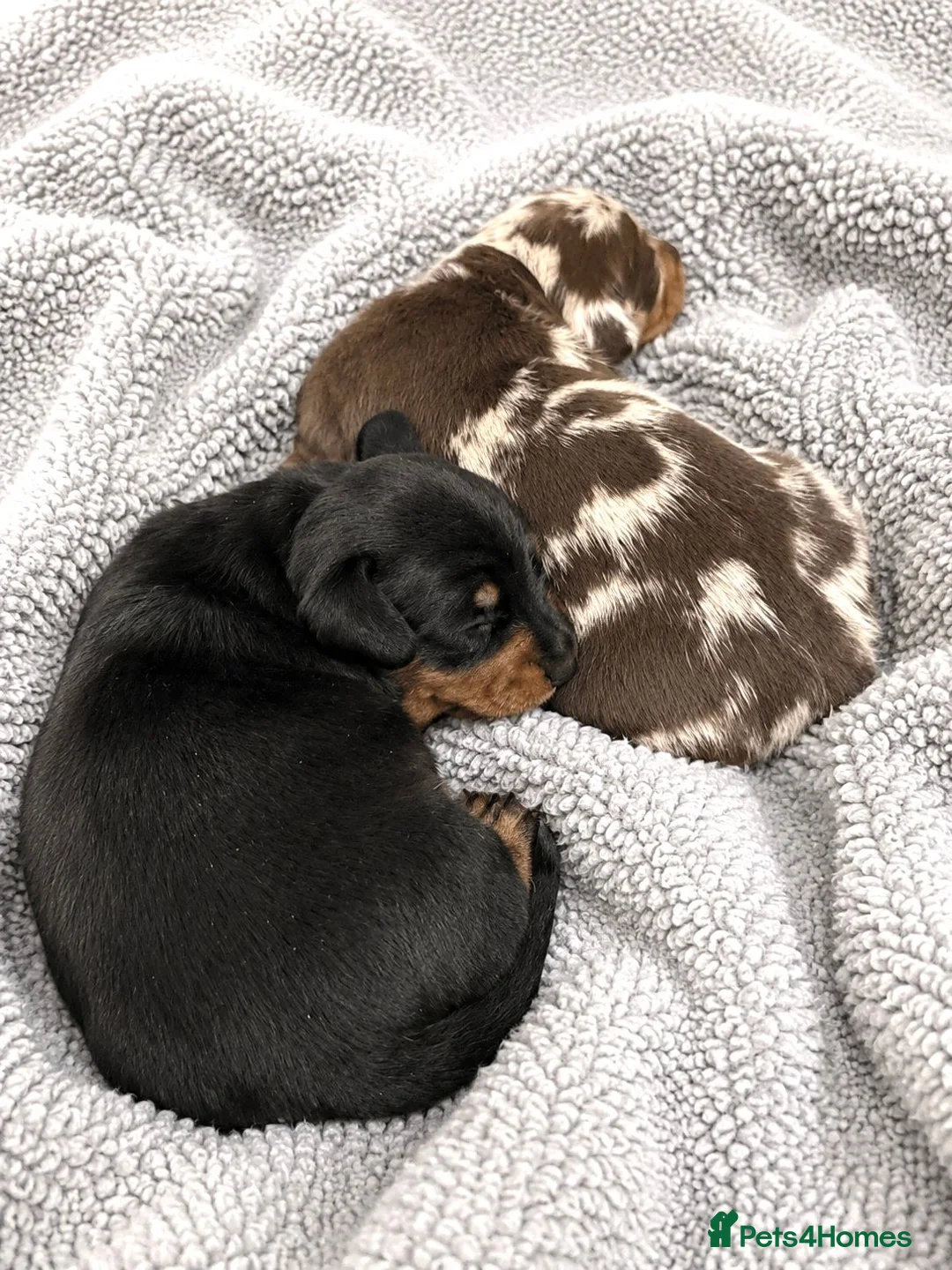 Miniature Dachshund dogs for sale: 5★ LICENSED BREEDER, KC registered, PRA clear  - Advert 2