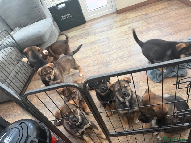 Mixed Breed dogs HuskyGerman/Rotweiler mixed breed puppies for sale - Advert 1