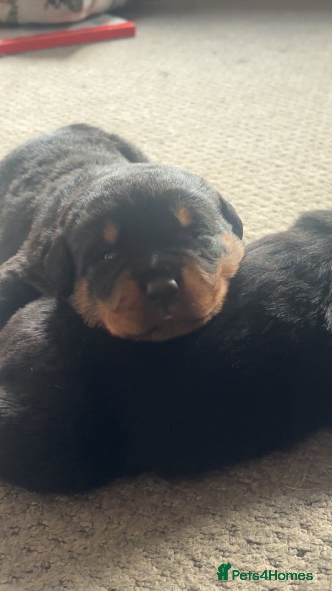 Rottweiler dogs for sale: 3 chunky KC registered girls for sale - Advert 10
