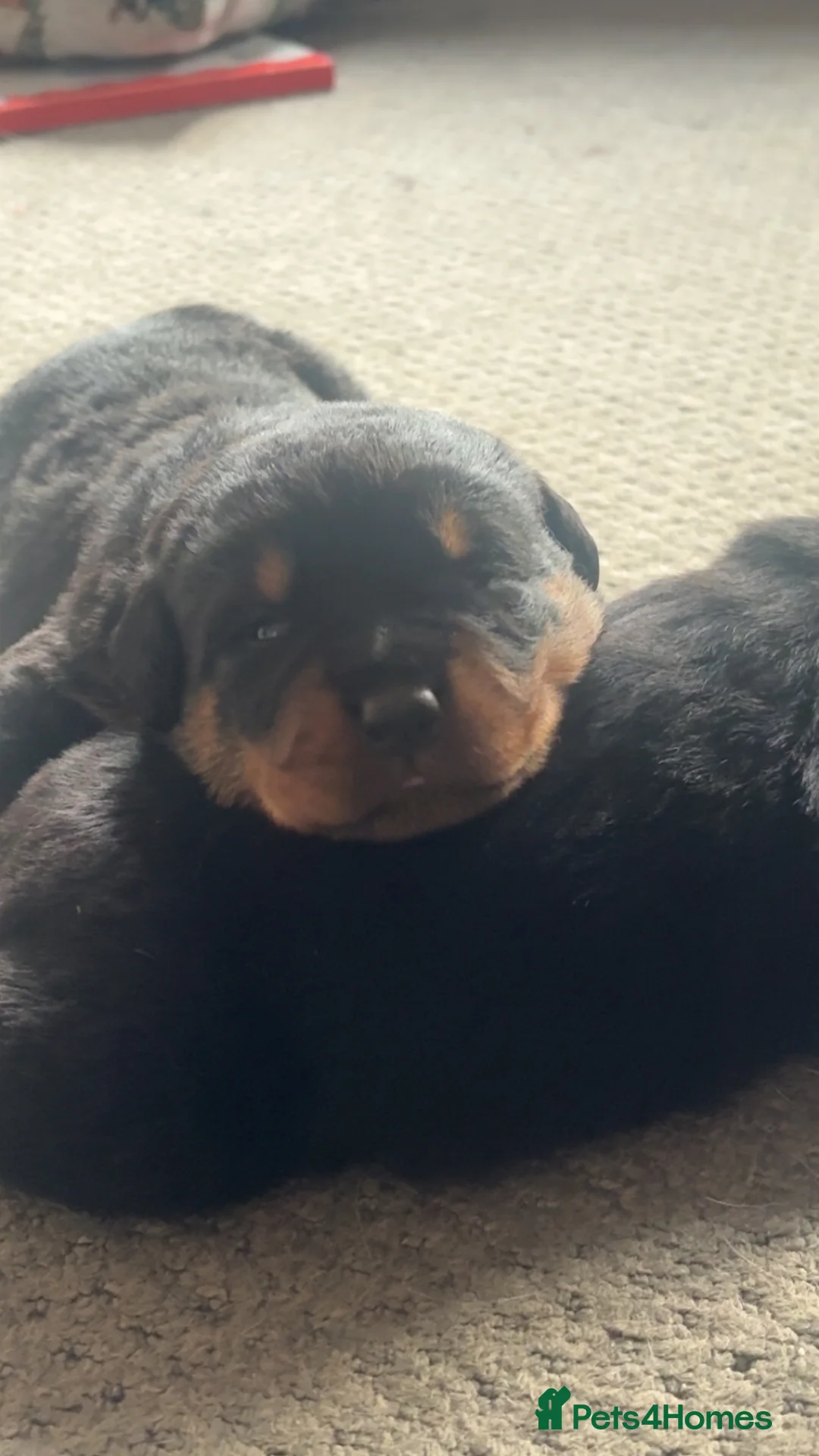 Rottweiler dogs for sale: 3 chunky KC registered girls for sale - Advert 10