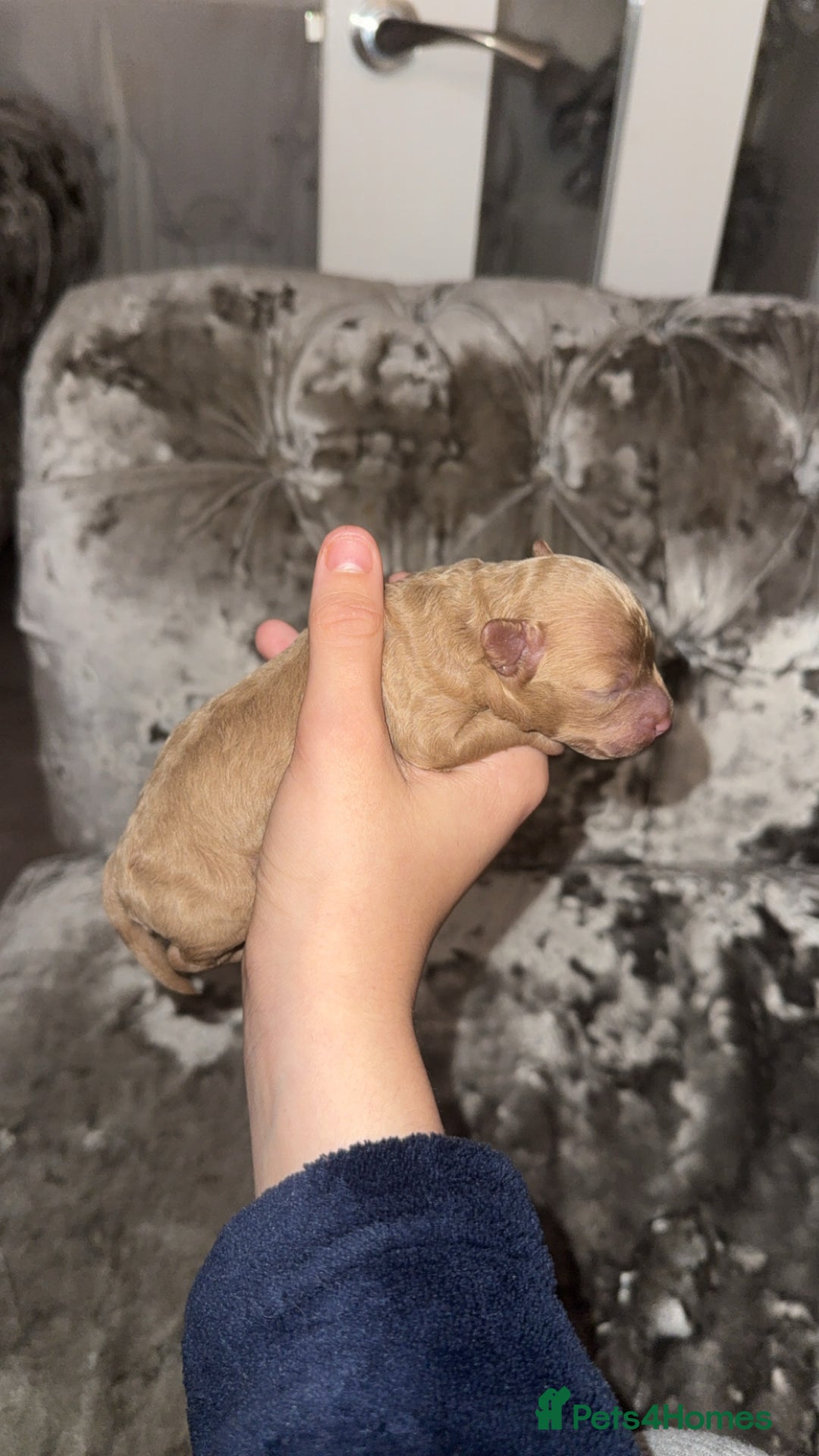 Toy Poodle dogs for sale: Toy poodle puppies  - merle bloodline  - Image 1