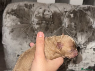 Toy Poodle dogs - Advert 1