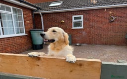 Golden Retriever dogs for sale: Truly Handsome Champion Sired Golden Retriever - Image 3