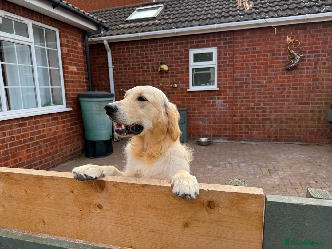 Golden Retriever dogs for sale: Truly Handsome Champion Sired Golden Retriever - Image 3