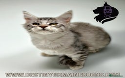 Maine Coon cats for sale: Ready Now- 2 Silver Female Pedigree Maine Coons - Image 3