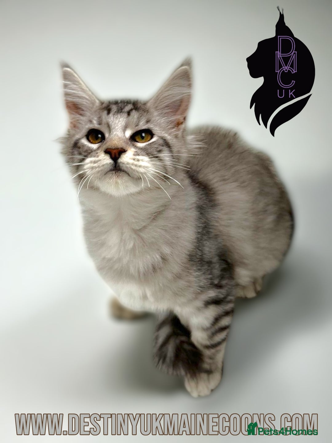 Maine Coon cats for sale: Ready Now- 2 Silver Female Pedigree Maine Coons - Image 3