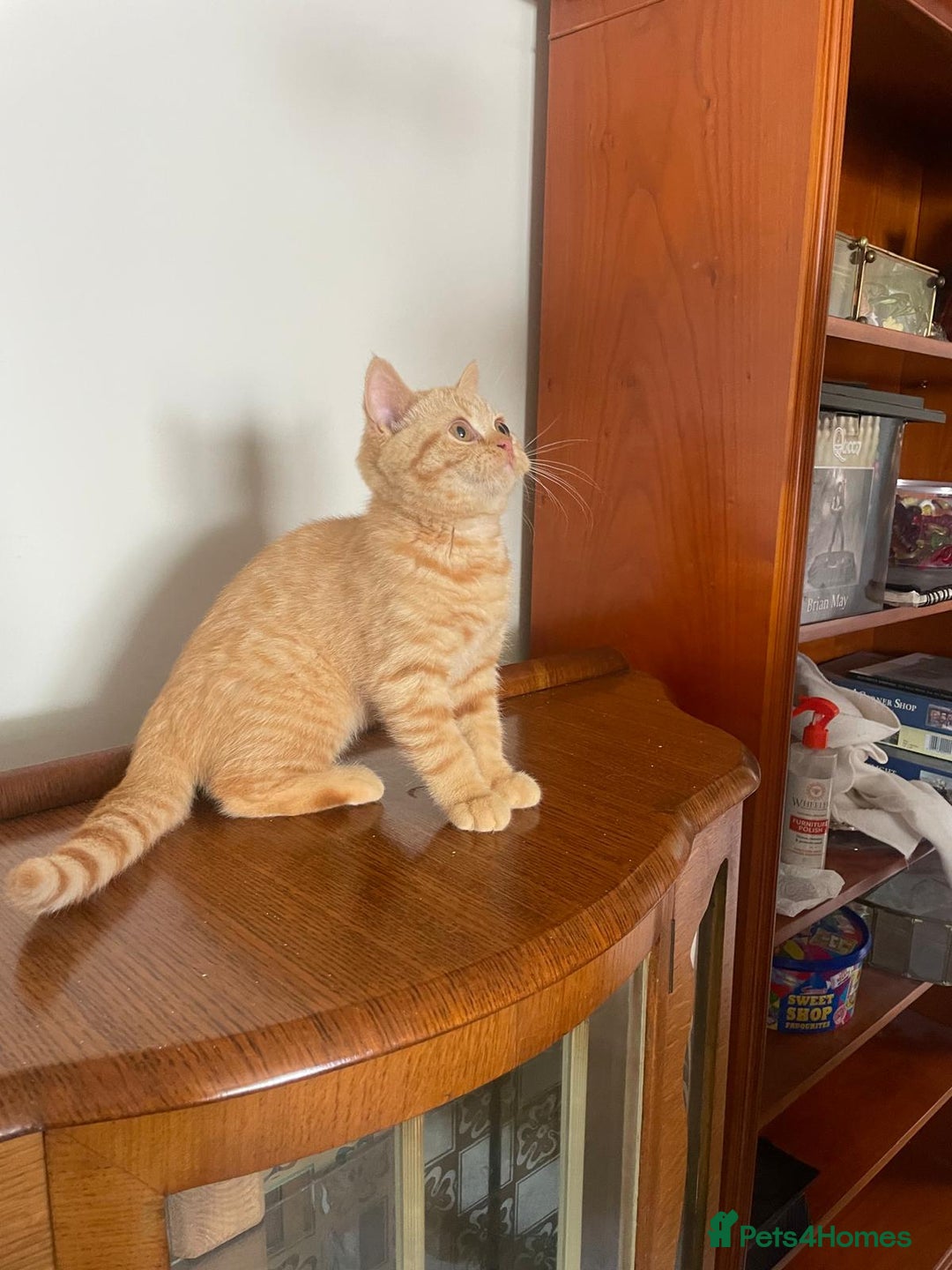 British Shorthair cats for sale: Pancake & Maple Syrup - BSH sisters  in Southampton - Image 15