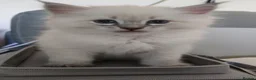 Siberian cats for sale: Sibirian Neva Masquerade kittens  - Advert 1