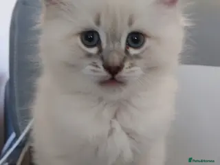 Siberian cats Sibirian Neva Masquerade kittens - Advert 2