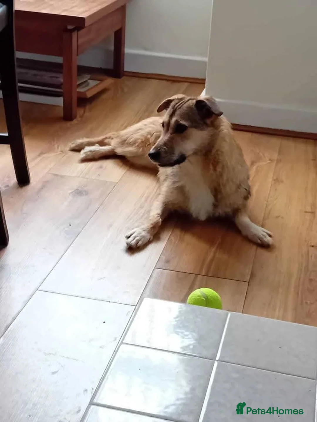 Mixed Breed dogs for adoption: Meet Bitsy, currently residing in Wrexham  in Wrexham - Advert 2