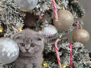British Shorthair cats Bundles of joy - Advert 10