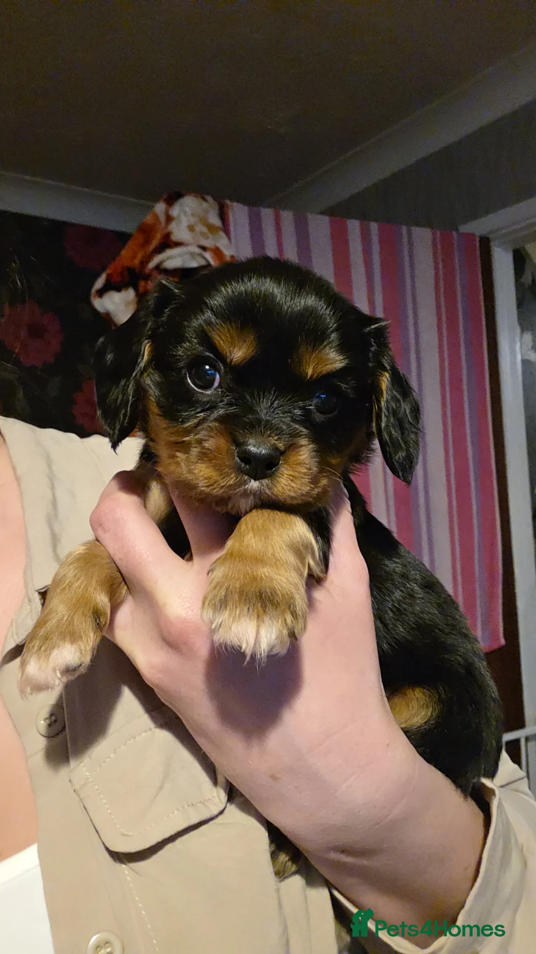 Cavalier King Charles Spaniel dogs for sale: Beautiful King Charles Cavalier Puppies - Advert 11