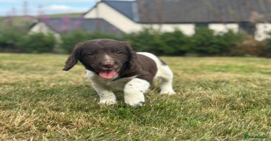 English Springer Spaniel dogs - Advert 15