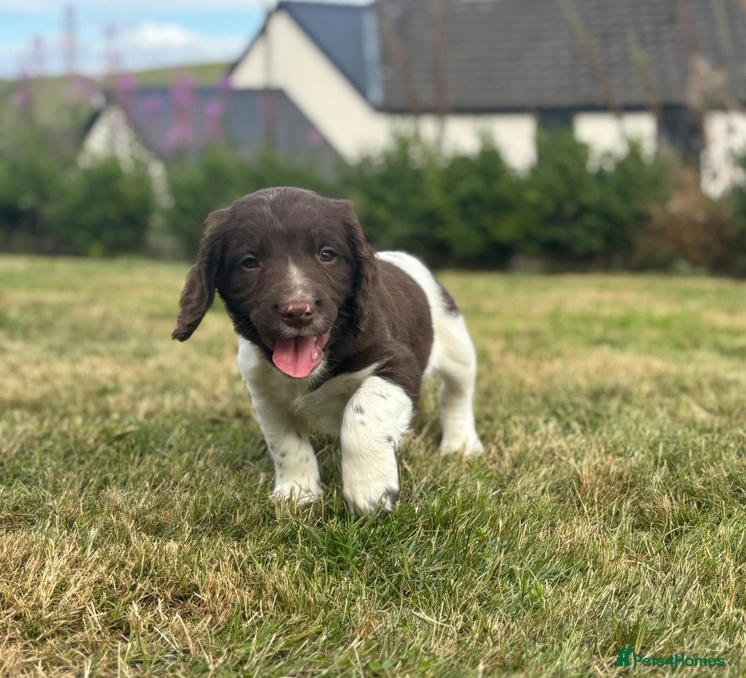 English Springer Spaniel dogs for sale: English Springer Spaniels - Image 2