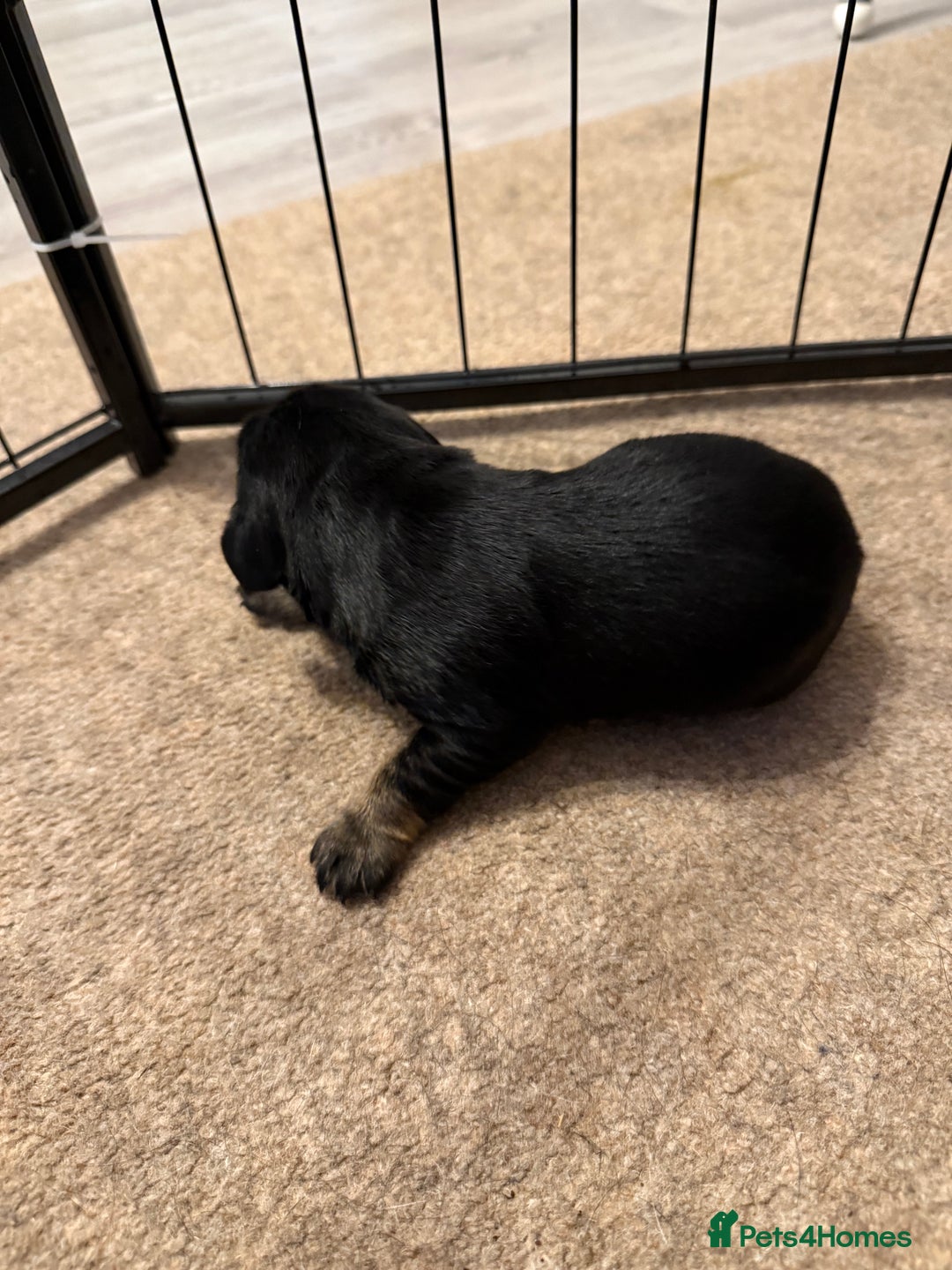 Cockerdor dogs for sale: Cocker spaniel/ Labrador puppies  - Advert 11