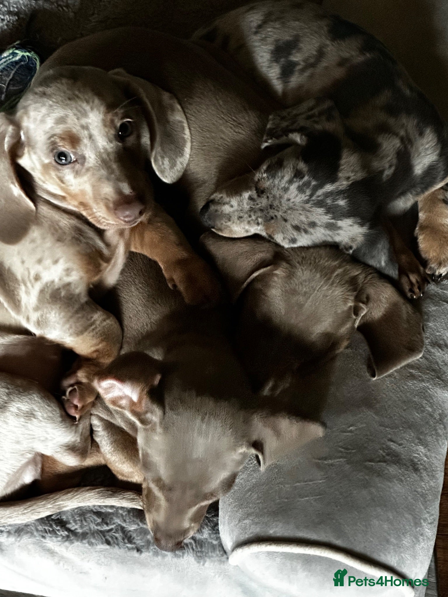 Dachshund dogs Ready now, 2 Beautiful Isabella twins - Advert 1