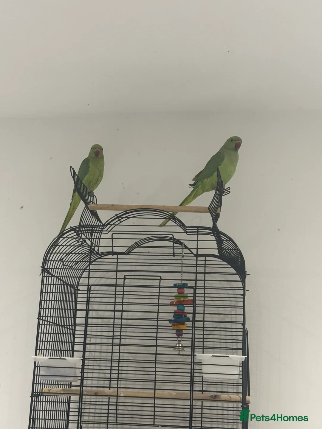 Ringnecks birds for sale: Indian Ringneck pair of parrots  in Hornchurch - Advert 1