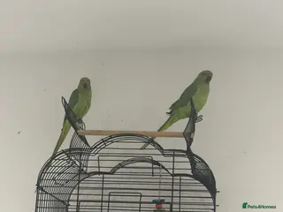 Ringnecks birds Indian Ringneck pair of parrots in Hornchurch - Advert 2